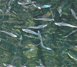 长江刀鱼被曝疯狂涨价为哪般?汉川鱼骨硅胶冰格diy自制冰块有妙招!