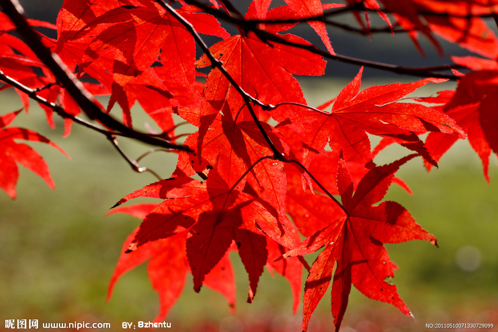 枫叶形硅胶冰格 枫叶形硅胶冰格